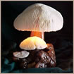 Mushroom Night Lamp